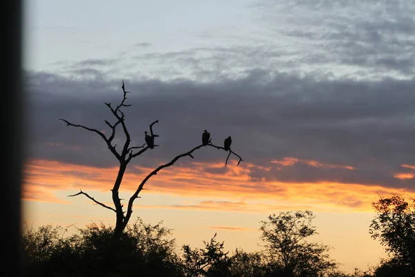 Силует Птахів Мертвому Дереві Тлі Прекрасного Заходу Сонця — стокове фото