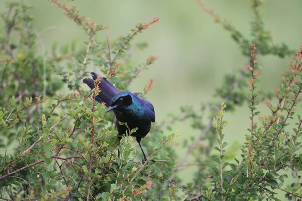 Ein Grassierender Vogel Hockt Auf Einem Busch — Stockfoto