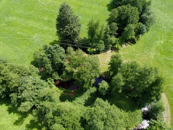 Une Vue Aérienne Pins Verts Dans Champ Vert — Photo