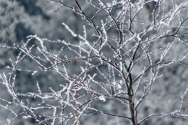 Donmuş Ağaç Dallarına Yakın Çekim Kış Arkaplanı — Stok fotoğraf
