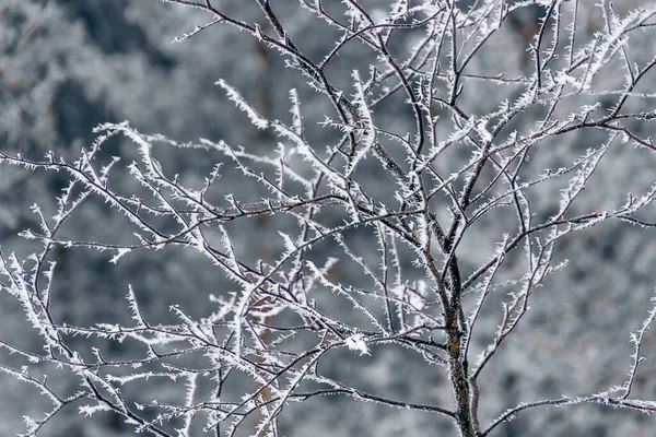 Gros Plan Des Branches Gelées Des Arbres Fond Hiver — Photo