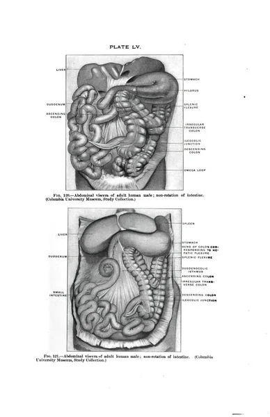 Vísceras Abdominais Homem Adulto Livro Anatomia Vintage — Fotografia de Stock