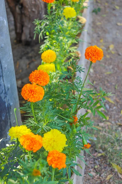 Vacker Närbild Gul Och Orange Marigold Växt Blomma Trädgård Suddig — Stockfoto