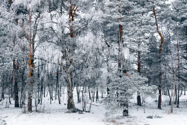 Hermosa Vista Del Bosque Invierno Fondo Invierno — Foto de Stock