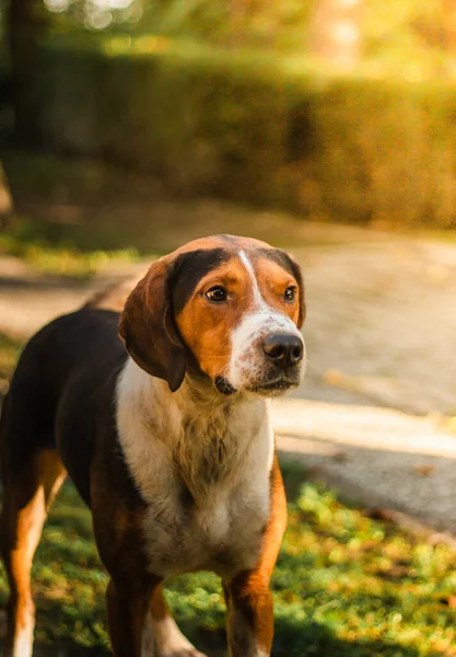 公園の緑の芝生の上に立っている愛らしいビーグル犬の垂直ショット — ストック写真