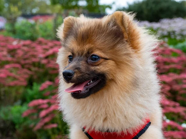 Μια Ρηχή Εστίαση Ενός Καφέ Σκύλου Pomeranian Ένα Κόκκινο Κολάρο — Φωτογραφία Αρχείου
