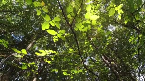 Vista Desde Parte Inferior Hasta Parte Superior Los Árboles Bosque — Vídeo de stock