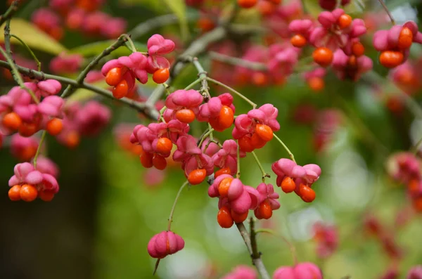 Eine Nahaufnahme Von Roten Beeren Eines Spindelbaums — Stockfoto