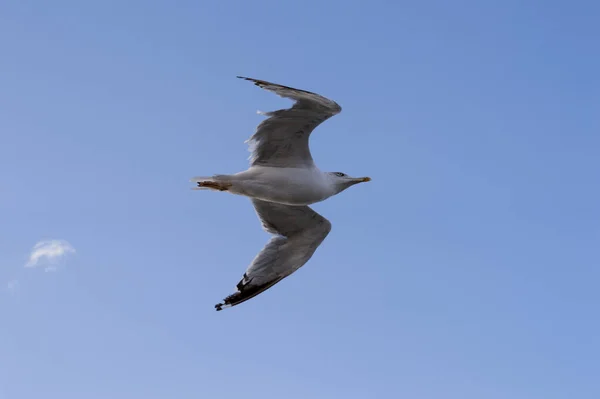 Una Gaviota Arenque Europea Blanca Volando Contra Cielo Azul Nublado —  Fotos de Stock