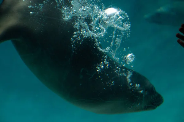 Nahaufnahme Eines Seelöwen Der Unter Wasser Blauem Wasser Schwimmt Und — Stockfoto