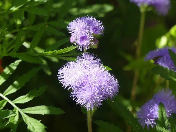 緑の低木の背景に太陽の下で庭の紫色の花の選択的な焦点 — ストック写真