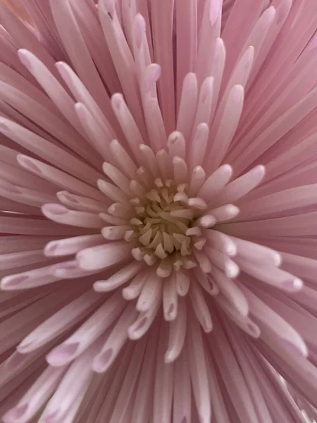 粉红花朵中心的垂直照片 — 图库照片