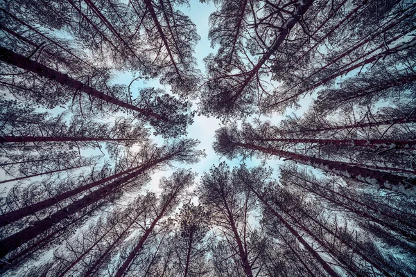 Tiro Ângulo Baixo Árvores Altas Contra Céu Azul Inverno — Fotografia de Stock