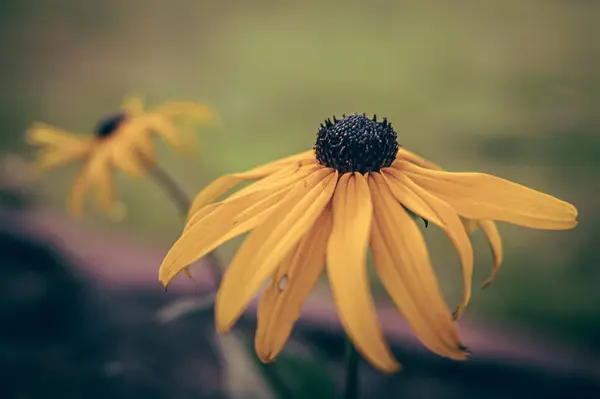 一朵亮黄色的花 有黑色花粉 — 图库照片