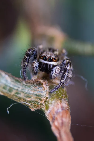 蜘蛛在室外植物上的一个蜘蛛的垂直宏观照片 — 图库照片