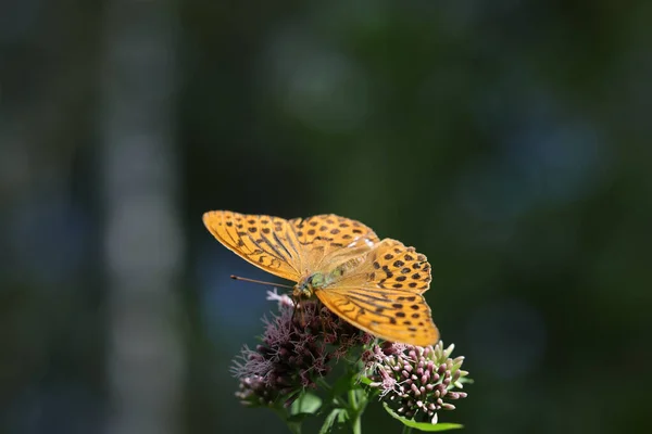 花の上の蝶のクローズ — ストック写真