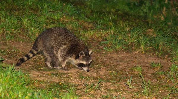 Beautiful Closeup Shot Raccoon Sniffing Early Spring Shallow Grassy Ground — Stock Photo, Image