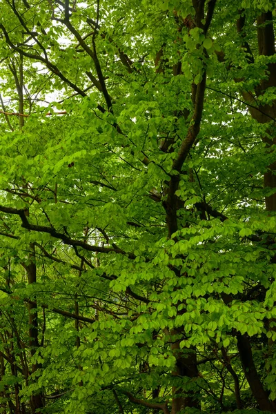 Caminho Entre Árvores Faia Verde — Fotografia de Stock