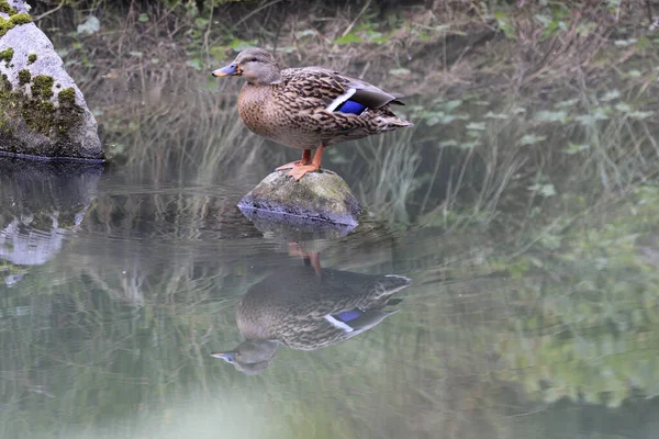 一只可爱的褐色鸭子站在湖中的岩石上 — 图库照片