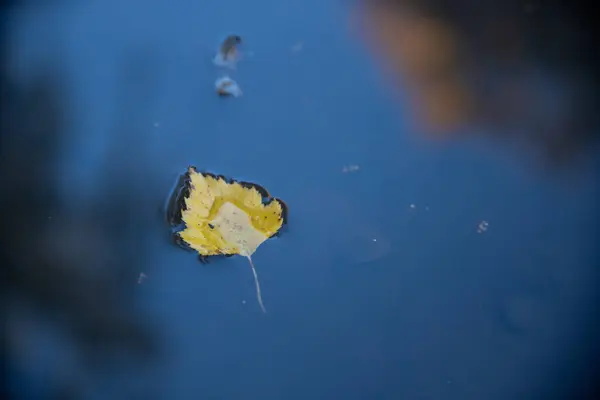 Ένα Κοντινό Πλάνο Ενός Κίτρινου Φθινοπωρινού Φύλλου Στη Λίμνη — Φωτογραφία Αρχείου