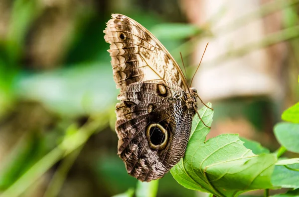 Close Caligo Memnon Borboleta Coruja Lepidoptera Planta — Fotografia de Stock