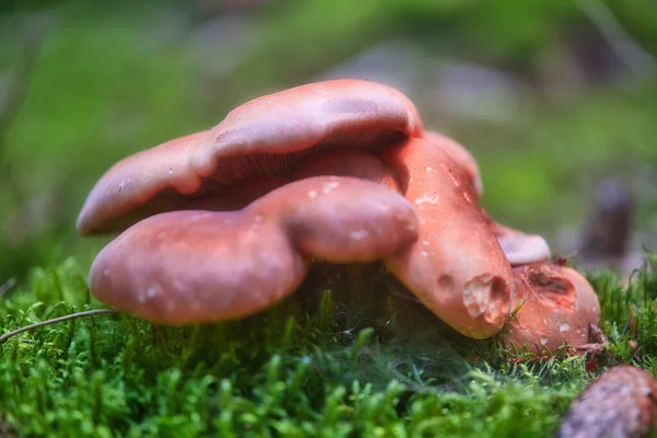 Closeup Shot Wild Mushrooms Growing Woods — Stock Photo, Image