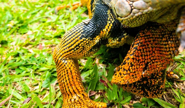 Belo Tiro Uma Iguana Livre Grama Luz Dia — Fotografia de Stock