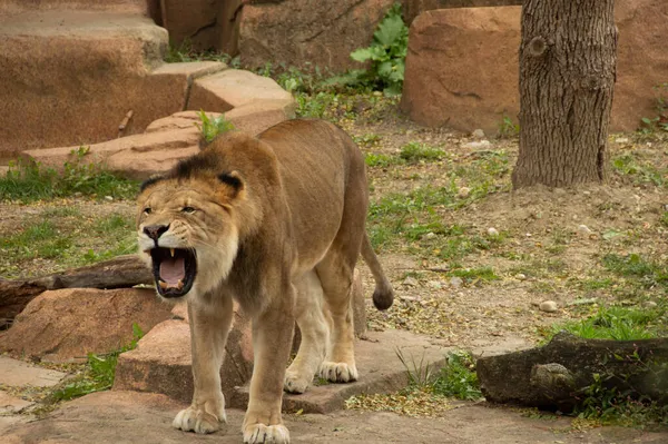 Nahaufnahme Zweier Asiatischer Löwen — Stockfoto