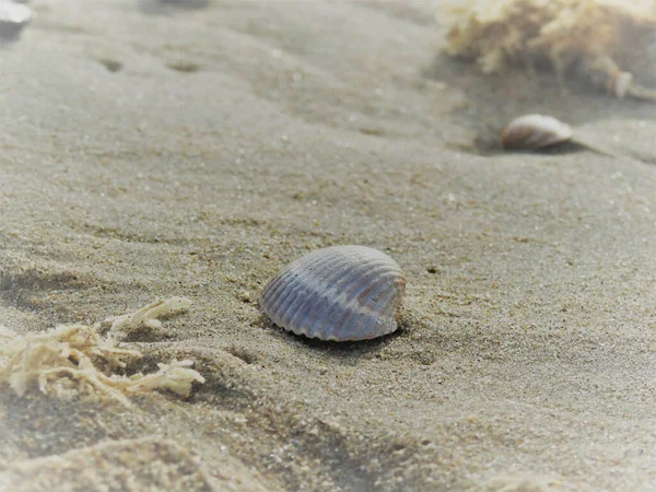 Tiro Close Uma Concha Areia Molhada Praia Zandvoort Países Baixos — Fotografia de Stock