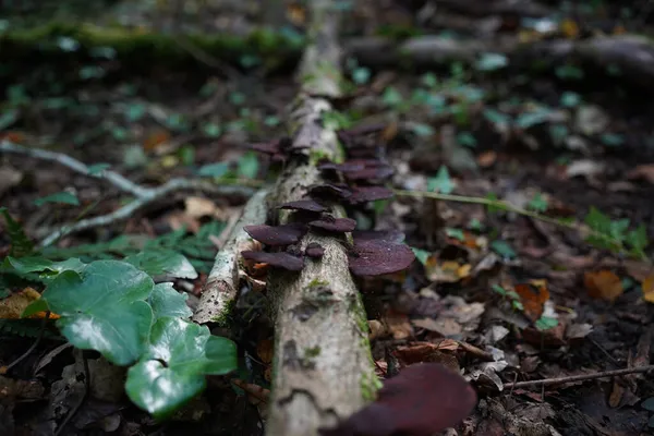 Rode Parasiet Paddenstoelen Boomtak Het Bos — Stockfoto