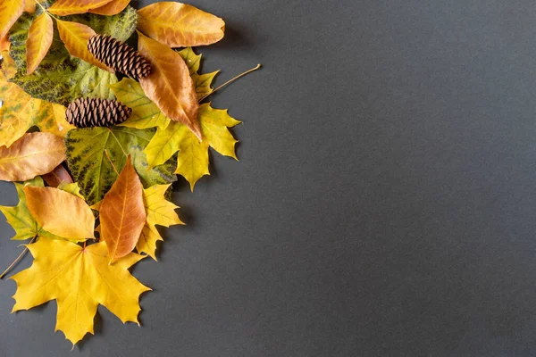 Ein Blick Von Oben Auf Herbstblätter Mit Zapfen Mit Kopierraum — Stockfoto