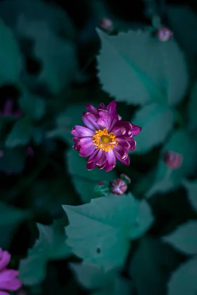 Eine Vertikale Nahaufnahme Einer Blühenden Lila Anemonenblume — Stockfoto