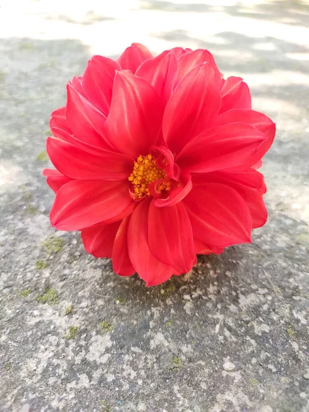 Closeup Shot Beautiful Pink Dahlia Ground — Stock Photo, Image