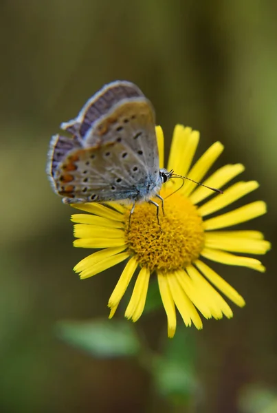 一只银蓝色蝴蝶在一朵黄花上的特写镜头 — 图库照片