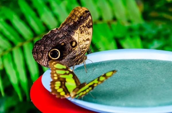 Close Caligo Memnons Borboleta Coruja Lepidópteros Água Potável — Fotografia de Stock