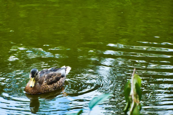 Eine Flache Aufnahme Einer Ente Einem Teich — Stockfoto