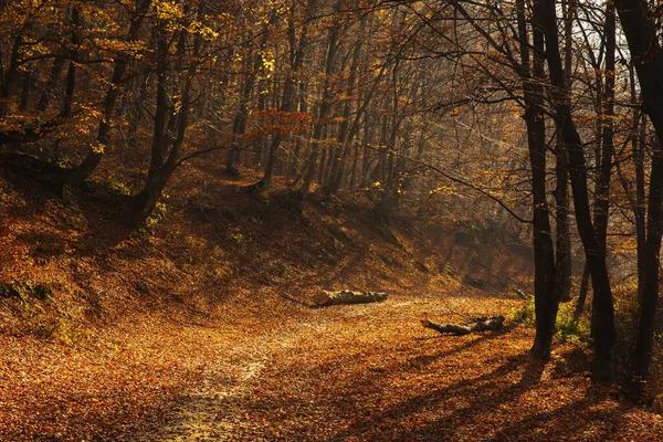 Táj Egy Ösvény Körül Fák Egy Erdőben Napfény Alatt Ősszel — Stock Fotó