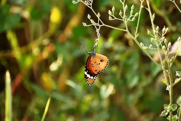 Egy Gyönyörű Közelkép Egy Közönséges Tigris Pillangó Danaus Genutia Lóg — Stock Fotó