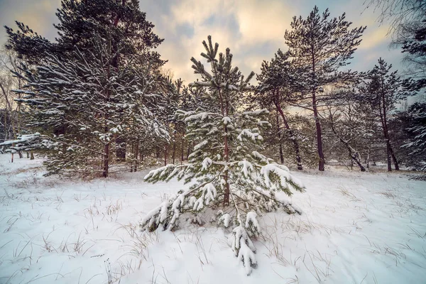 Прекрасний Вид Засніженого Зимового Лісу Куршської Коси Литва — стокове фото