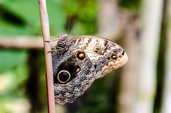 卡里戈 猫头鹰蝴蝶 的特写镜头 植物上的线虫 — 图库照片