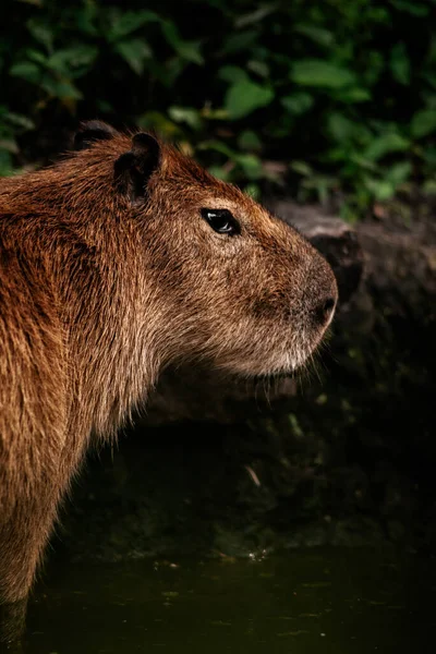 Vertikální Záběr Kapybary Přírodě — Stock fotografie