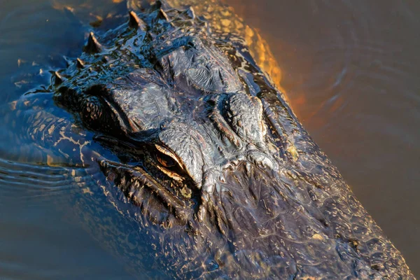 Tir Angle Élevé Tête Alligator Nageant Dans Étang John Sargeant — Photo