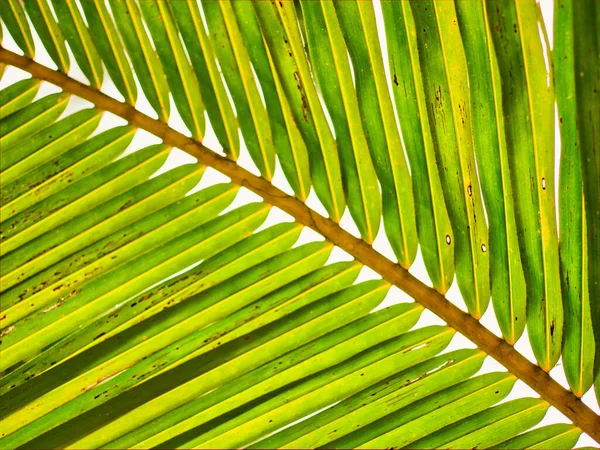 Una Planta Con Hojas Verdes Textura Fondo — Foto de Stock