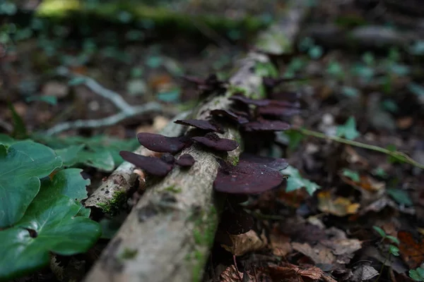 Vörös Parazita Gomba Faágon Erdőben — Stock Fotó