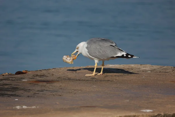 Gaviota Destripando Pedazo Carne — Foto de Stock