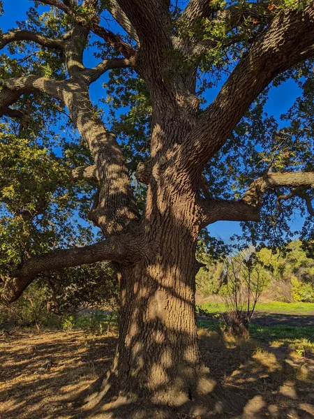 Viejo Tronco Árbol Creciendo Parque — Foto de Stock