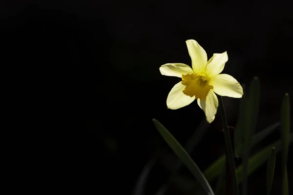 Een Closeup Shot Van Een Narcis Bloem Tegen Een Donkere — Stockfoto