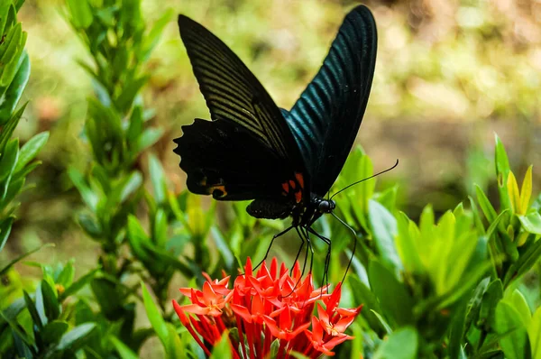 Знімок Чорного Метелика Який Живиться Червоною Квіткою Іспанському Саду — стокове фото