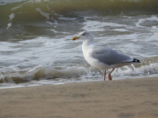 Mewa Piaszczystej Plaży Wybrzeżu Morza Zandvoort Holandia — Zdjęcie stockowe