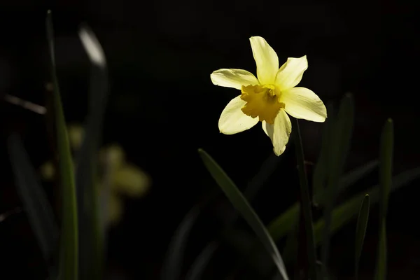 Primer Plano Una Flor Narciso Sobre Fondo Oscuro —  Fotos de Stock